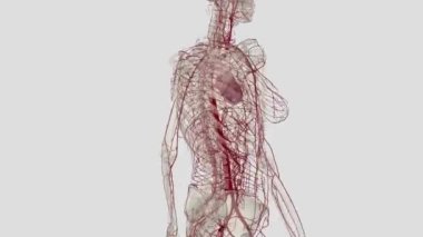 Vücuttaki en büyük atardamar, kalbin sol ventrikülüne bağlanan ve daha küçük arterlerden oluşan bir ağa bağlanan aortdur..
