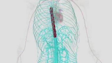 Torasik aort, göğüs kafesinde bulunan aortun bir parçası. Aort kemerinin devamı. .