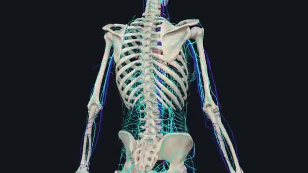 Vücudun Ana Atardamarları Aort Kafa Boyun Arterleri Gövde Atardamarları Kol — Stok video
