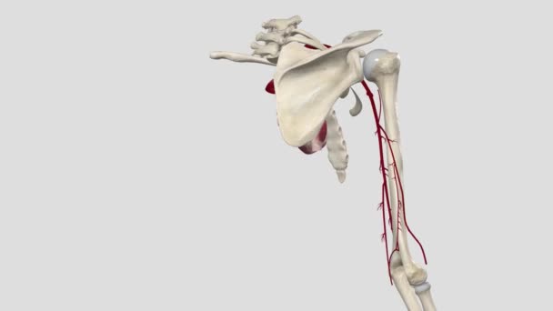 上肢的主要动脉是 锁骨下动脉 腋窝动脉 臂弯动脉 尺动脉和桡动脉 — 图库视频影像