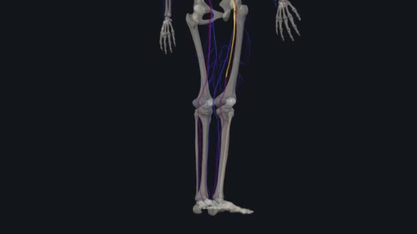 偉大なサフェノス静脈は足首から溝までの足の内側の表面の近くで走っている大きな静脈血管です — ストック動画