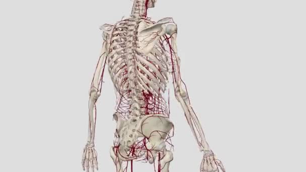 Rami Principali Dell Aorta Includono Arteria Brachiocefalica Arteria Carotidea Sinistra — Video Stock