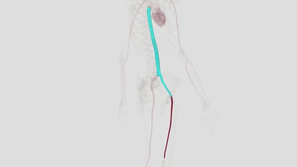Femoral Artery Large Blood Vessel Provides Oxygenated Blood Lower Extremity — Stock Video
