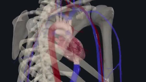 Sistema Cardiovascular Consiste Corazón Las Arterias Las Venas Los Capilares — Vídeos de Stock