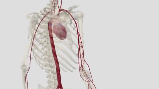 Arterie Principali Dell Arto Superiore Sono Arteria Succlavia Arteria Ascellare — Video Stock