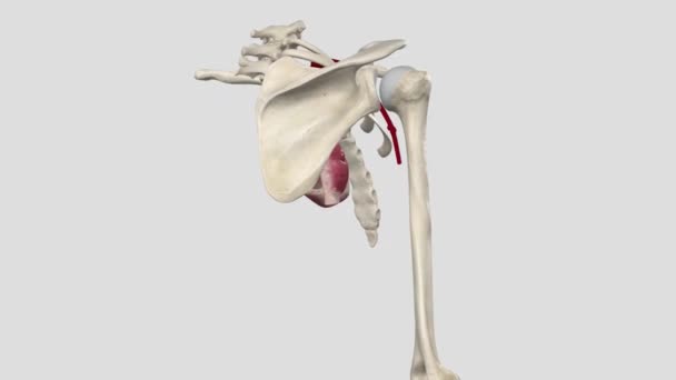 腋窝动脉是一种穿过腋窝的大型肌肉血管 — 图库视频影像