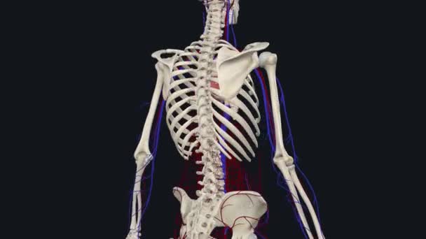 Major Arteries Body Aorta Head Neck Arteries Torso Arteries Abdomen — Stock Video
