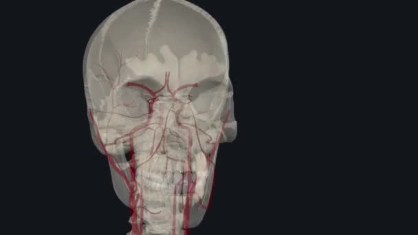 Oksipital Arter Kafa Derisinin Arkasına Atardamar Desteği Sağlayan Dış Şah — Stok video
