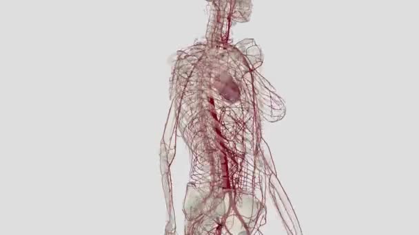 Найбільшою Артерією Організмі Аорта Яка Єднується Лівим Шлуночком Серця Гілками — стокове відео