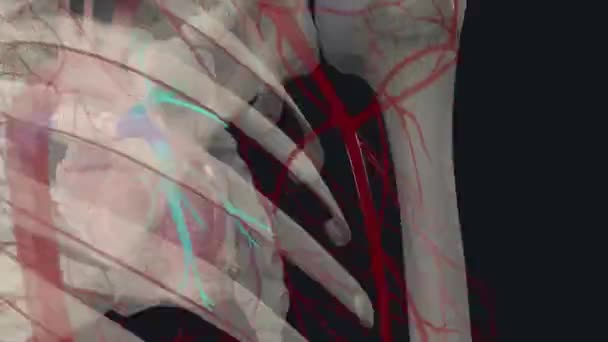 Pulmonary Artery Artery Pulmonary Circulation Carries Deoxygenated Blood Right Side — Stock Video