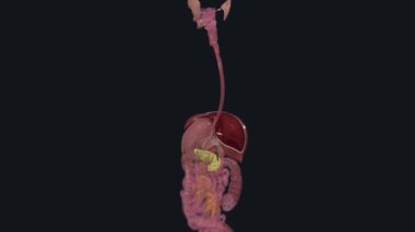 Aksesuar organlar arasında diş, dil ve tükürük bezleri, karaciğer, safra kesesi ve pankreas gibi salgı bezleri bulunur.