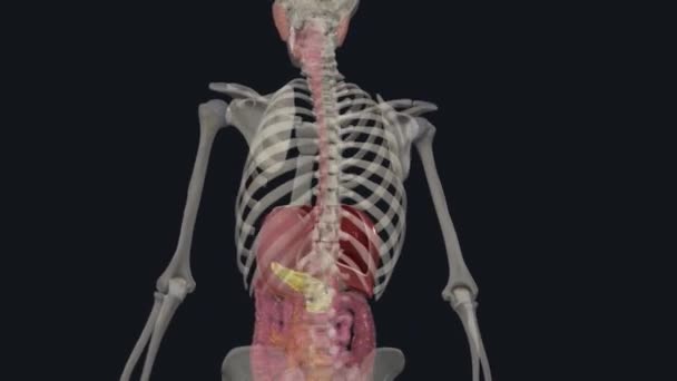 Organ Aksesori Termasuk Gigi Lidah Dan Organ Kelenjar Seperti Kelenjar — Stok Video