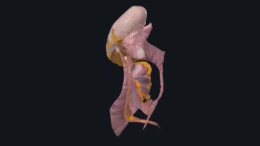 Periton karın boşluğunu kaplayan ve karın organlarını kaplayan sürekli bir zardır.