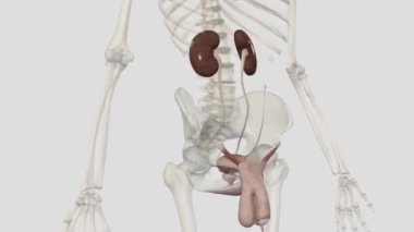 İdrar kesesi idrar için geçici bir depolama deposudur. Leğen kemiği boşluğunda.,