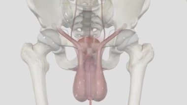 İdrar kesesi idrar için geçici bir depolama deposudur. Leğen kemiği boşluğunda.,