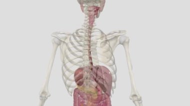 Üst gastrointestinal bölge ağız, gırtlak, yemek borusu, mide ve duodenumdan oluşur.