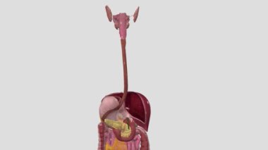 Üst gastrointestinal bölge ağız, gırtlak, yemek borusu, mide ve duodenumdan oluşur.