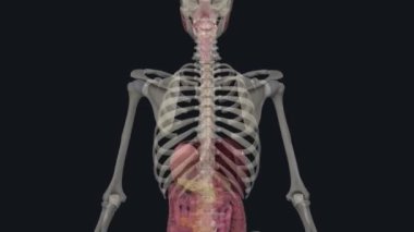 Üst gastrointestinal bölge ağız, gırtlak, yemek borusu, mide ve duodenumdan oluşur.