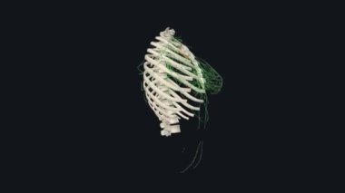 Göğüs kanalı insan vücudundaki en büyük lenfatik damardır.