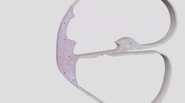 Spiral bağ dokusu, COCHLEA 'nın kemikli spiral kanalına bağlıdır.