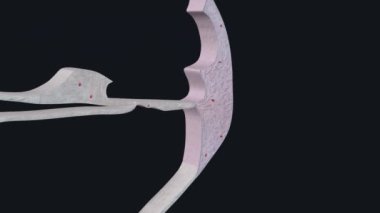 Spiral bağ dokusu, COCHLEA 'nın kemikli spiral kanalına bağlıdır.