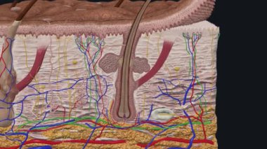 Deri vücuttaki en büyük organdır ve vücudun tüm dış yüzeyini kaplar.