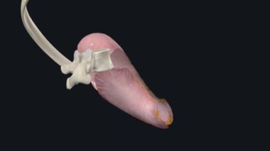 Serosa. Bu en son ve en dıştaki katman.