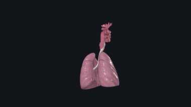 The respiratory system includes the nose, mouth, throat, voice box, windpipe, and lungs