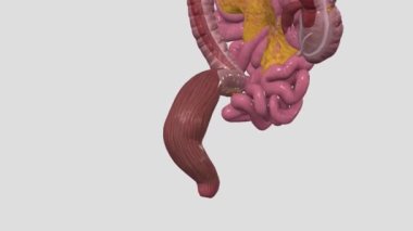 Rektum, dışkı için geçici bir depolama alanı görevi görür.