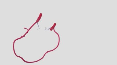 Pulmoner damarlar, akciğerlerden kalbe oksijenli kan taşıyan damarlardır.