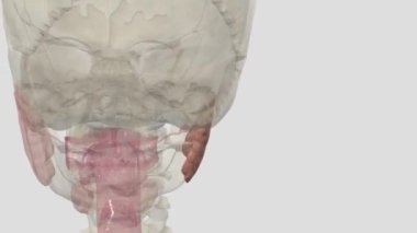 Parotid bezleri sadece kulakların önünde duran tükürük bezleridir.