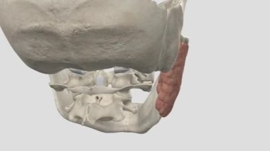 Parotid bezleri sadece kulakların önünde duran tükürük bezleridir.