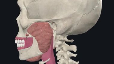 Parotid bezleri sadece kulakların önünde duran tükürük bezleridir.