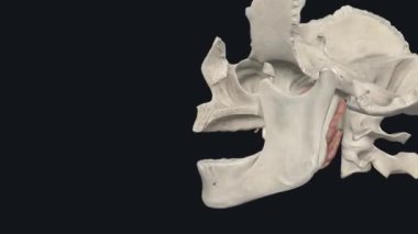 Parotid bezleri sadece kulakların önünde duran tükürük bezleridir.