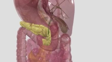 Pankreas, karın bölgesinde bulunan bir organdır. Yediğimiz yiyeceklerin vücut hücreleri için yakıta dönüştürülmesinde önemli bir rol oynar.