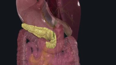 Pankreas, karın bölgesinde bulunan bir organdır. Yediğimiz yiyeceklerin vücut hücreleri için yakıta dönüştürülmesinde önemli bir rol oynar.