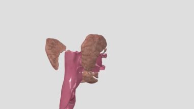 Ana tükürük bezleri submandibular dil altı bezi ve parotid bezdir.