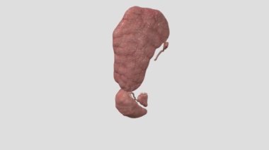 Ana tükürük bezleri submandibular dil altı bezi ve parotid bezdir.