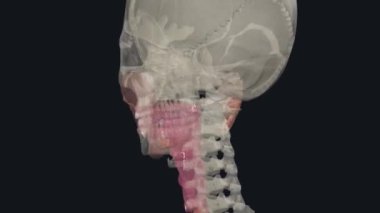 Ana tükürük bezleri submandibular dil altı bezi ve parotid bezdir.