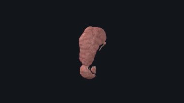 Ana tükürük bezleri submandibular dil altı bezi ve parotid bezdir.