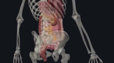 The lower GI tract consists of the large intestine and the anus