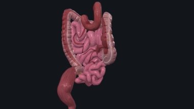 The lower GI tract consists of the large intestine and the anus