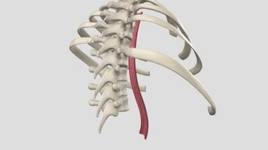 Özofagusun Uzun Kas Katmanı