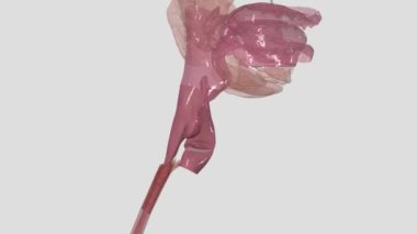 Gırtlak gırtlağı (ayrıca hypopharynx olarak da bilinir) gırtlağın en ihtiyatlı kısmıdır.