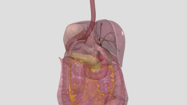 腹膜是连接腹腔和覆盖腹腔器官的连续膜 — 图库视频影像