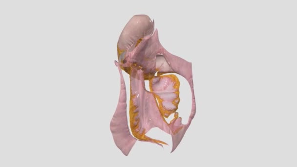 ペリトニウムは腹腔をラインし 腹腔をカバーする連続的な膜です — ストック動画