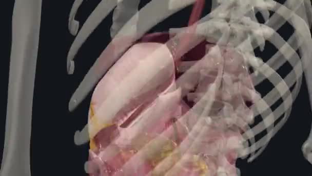 Peritoneum Continuous Membrane Which Lines Abdominal Cavity Covers Abdominal Organs — Stock Video