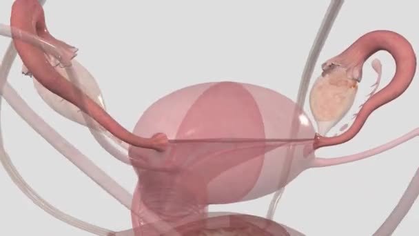 子宫输卵管 也被称为输卵管或输卵管 是将卵子从卵巢输送到子宫的女性结构 — 图库视频影像