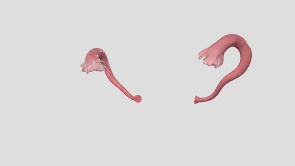卵管または卵巣管としても知られている子宮管は 卵巣から子宮にエサを運ぶ女性の構造です — ストック動画