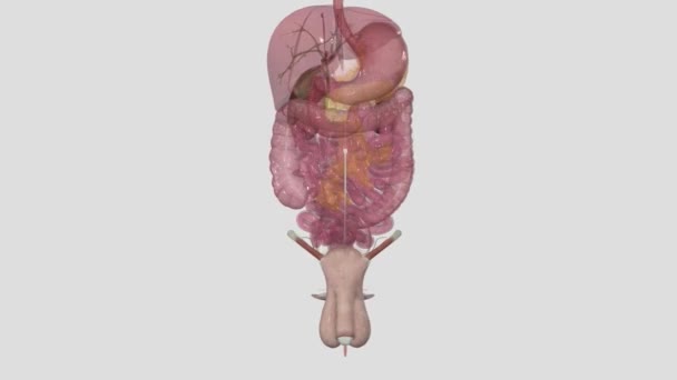 膀胱是尿液的临时蓄水池 它位于骨盆腔内 — 图库视频影像
